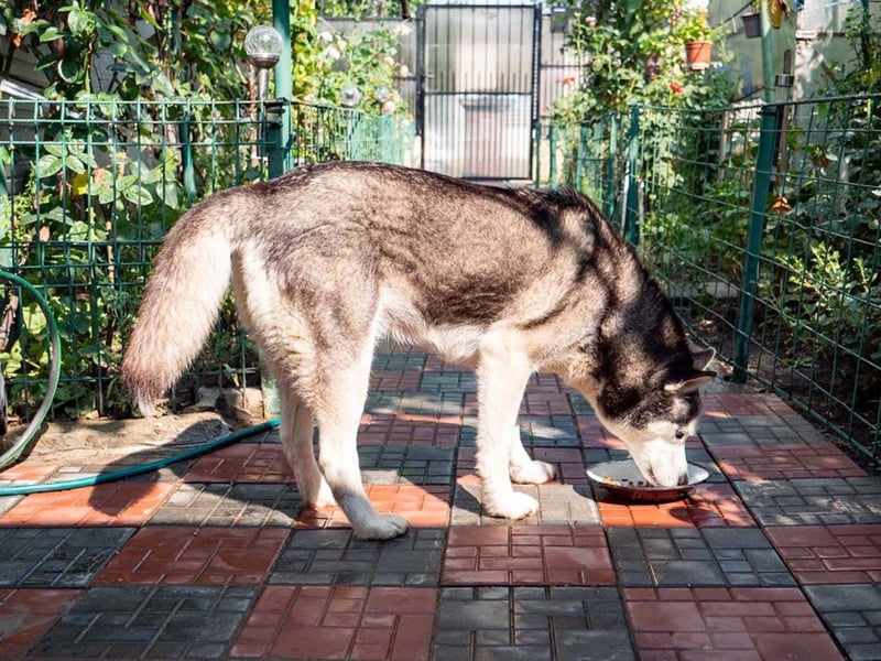 SHEYLLA-großes Herz auf der Suche nach ihrer liebevollen Für-immer-Familie
