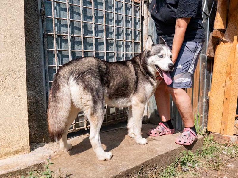 SHEYLLA-großes Herz auf der Suche nach ihrer liebevollen Für-immer-Familie