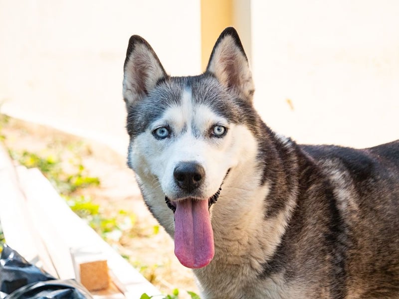 SHEYLLA-großes Herz auf der Suche nach ihrer liebevollen Für-immer-Familie