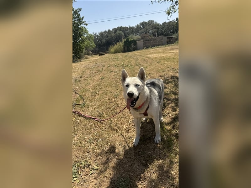 Huskydame Miel sucht neuen Wirkungskreis