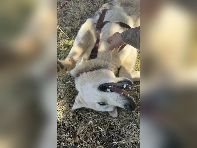 Huskydame Miel sucht neuen Wirkungskreis