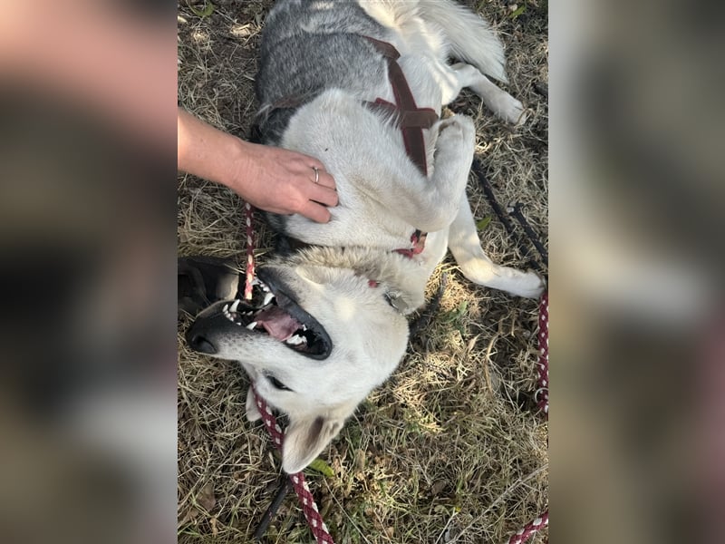 Huskydame Miel sucht neuen Wirkungskreis