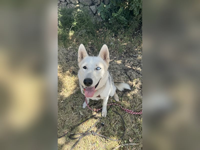 Huskydame Miel sucht neuen Wirkungskreis