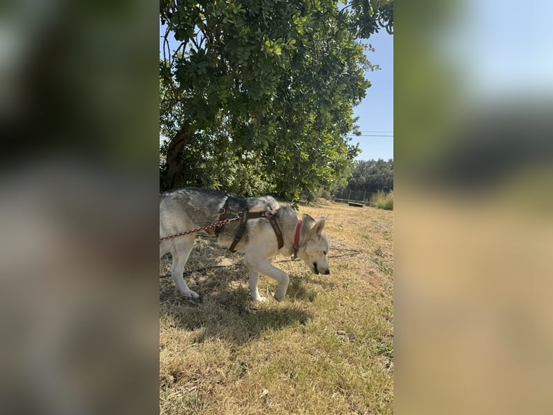 Huskydame Miel sucht neuen Wirkungskreis