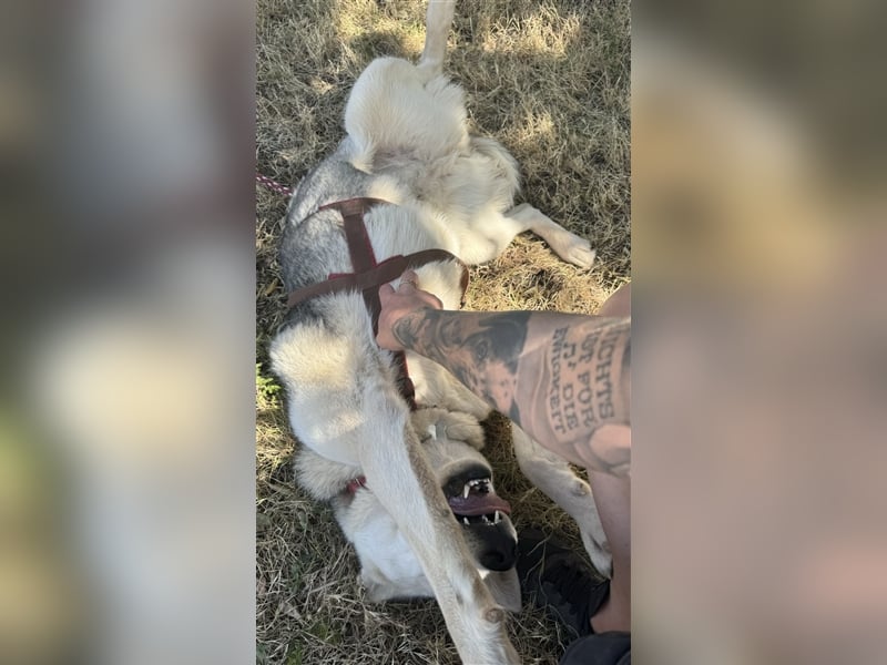 Huskydame Miel sucht neuen Wirkungskreis