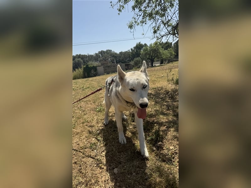 Huskydame Miel sucht neuen Wirkungskreis
