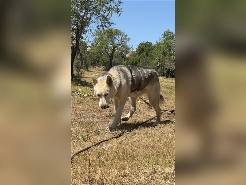 Huskydame Miel sucht neuen Wirkungskreis
