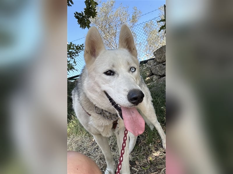 Huskydame Miel sucht neuen Wirkungskreis