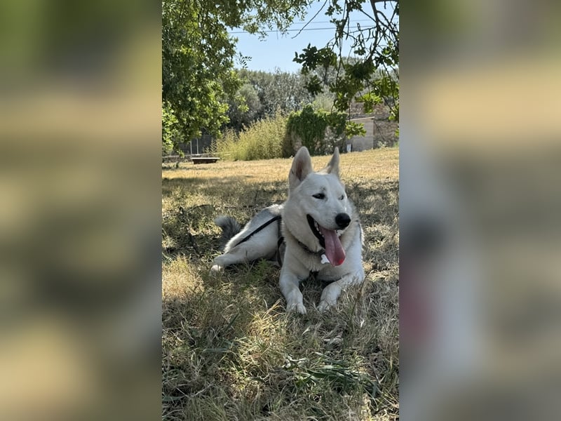 Huskydame Miel sucht neuen Wirkungskreis