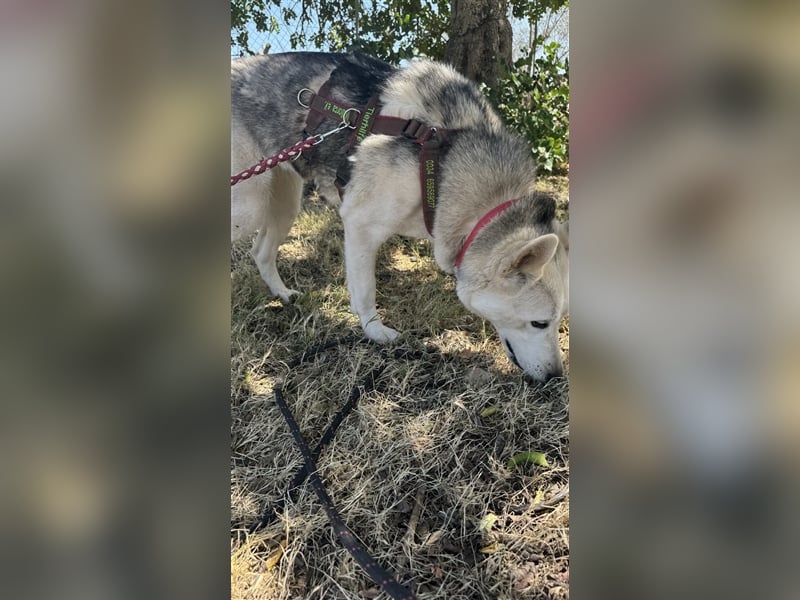 Huskydame Miel sucht neuen Wirkungskreis