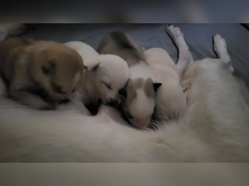 Reinrassige Sibirische Husky Welpen mit Papieren – Abgabe ab Januar 2026