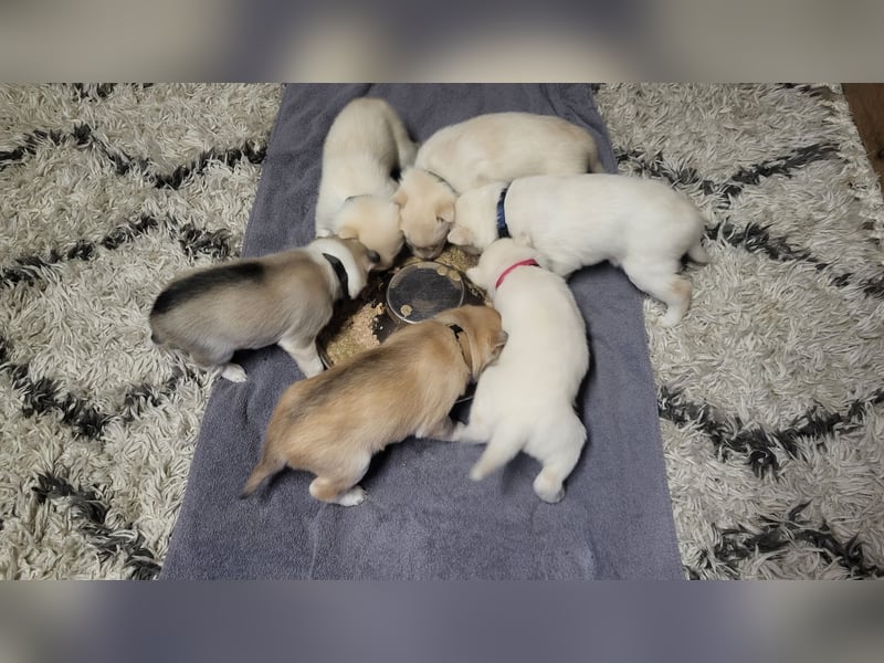 Reinrassige Sibirische Husky Welpen mit Papieren – Abgabe ab Januar 2026