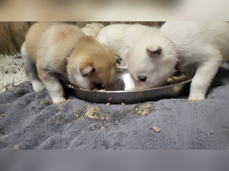 Reinrassige Sibirische Husky Welpen mit Papieren – Abgabe ab Januar 2026