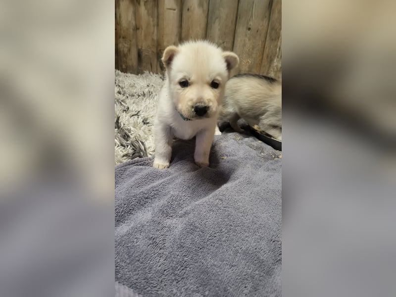 Reinrassige Sibirische Husky Welpen mit Papieren – Abgabe ab Januar 2026