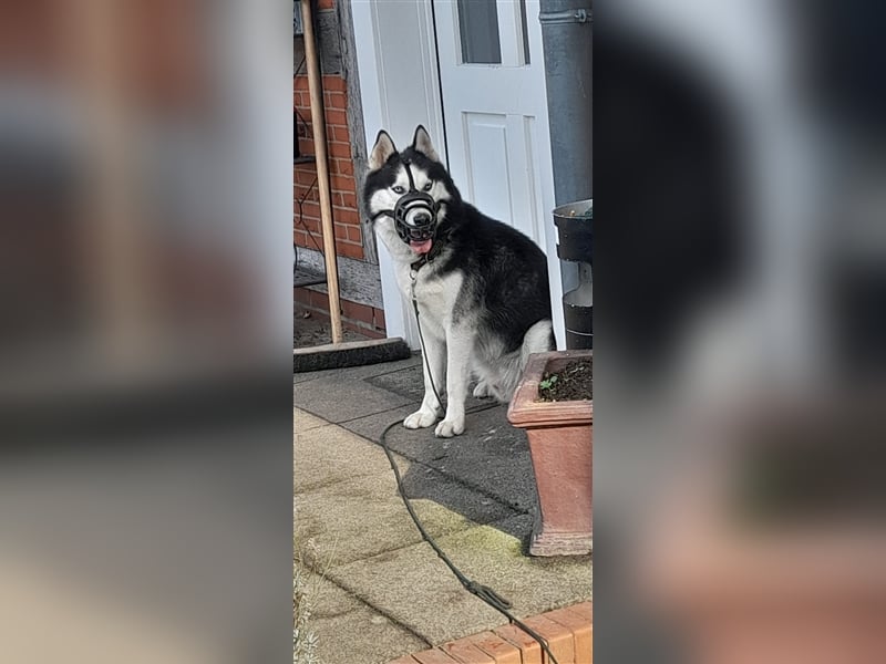 Milo - Tragisches Schicksal eines Husky