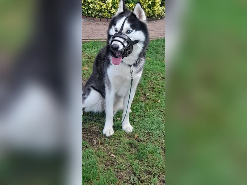 Milo - Tragisches Schicksal eines Husky