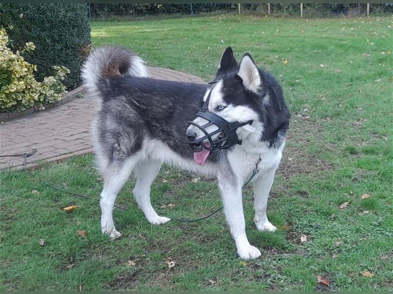 Milo - Tragisches Schicksal eines Husky
