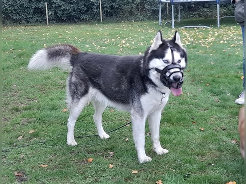 Milo - Tragisches Schicksal eines Husky
