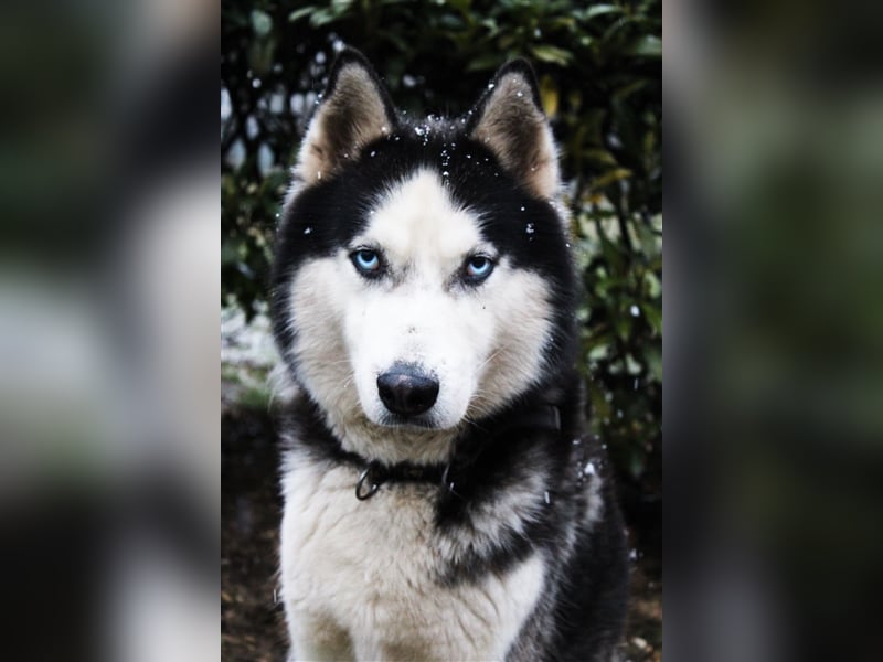 Milo - Tragisches Schicksal eines Husky