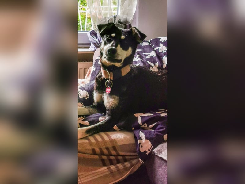 Sina, hübsche Mischlingshündin