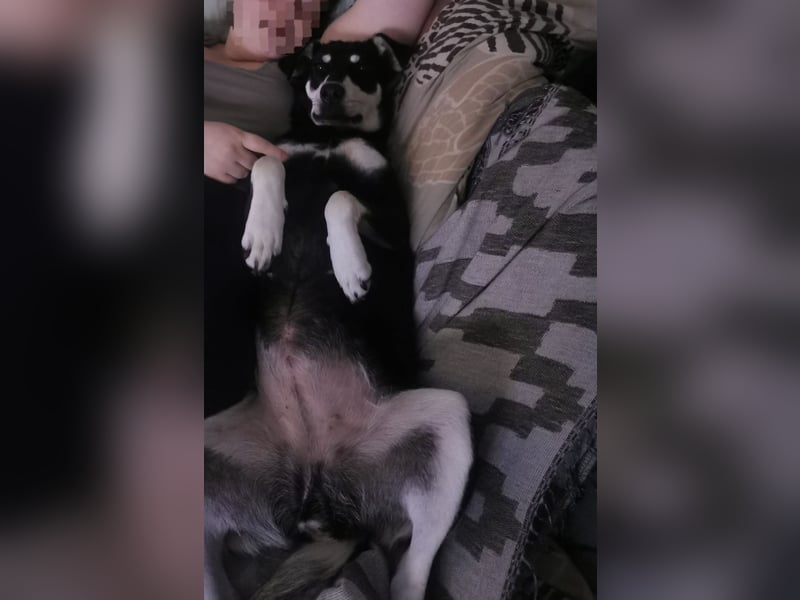 Sina, hübsche Mischlingshündin