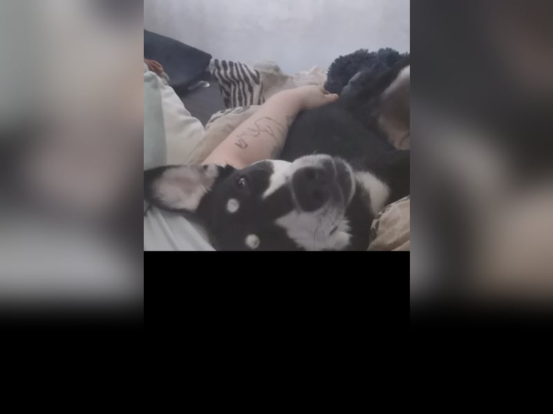 Sina, hübsche Mischlingshündin