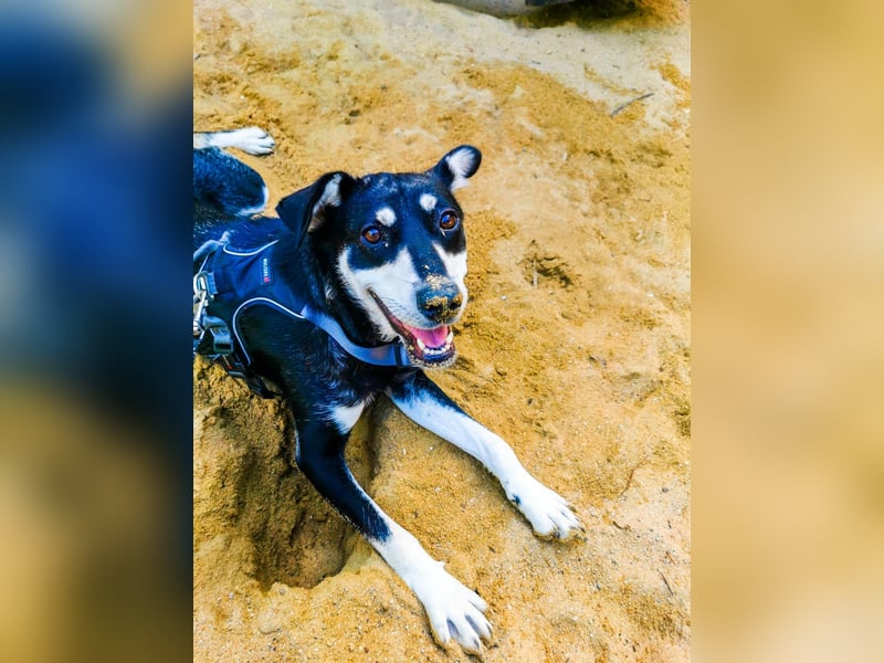 Sina, hübsche Mischlingshündin