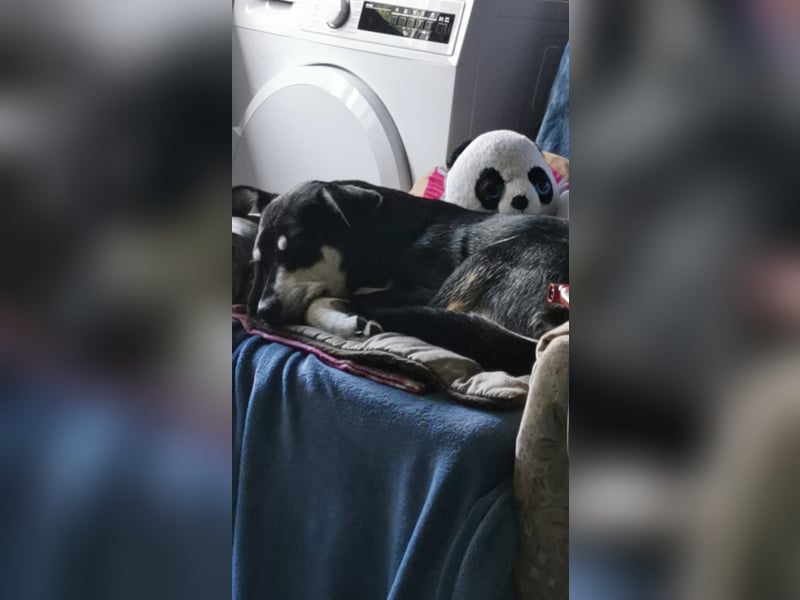 Sina, hübsche Mischlingshündin