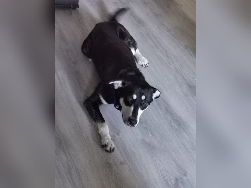 Sina, hübsche Mischlingshündin