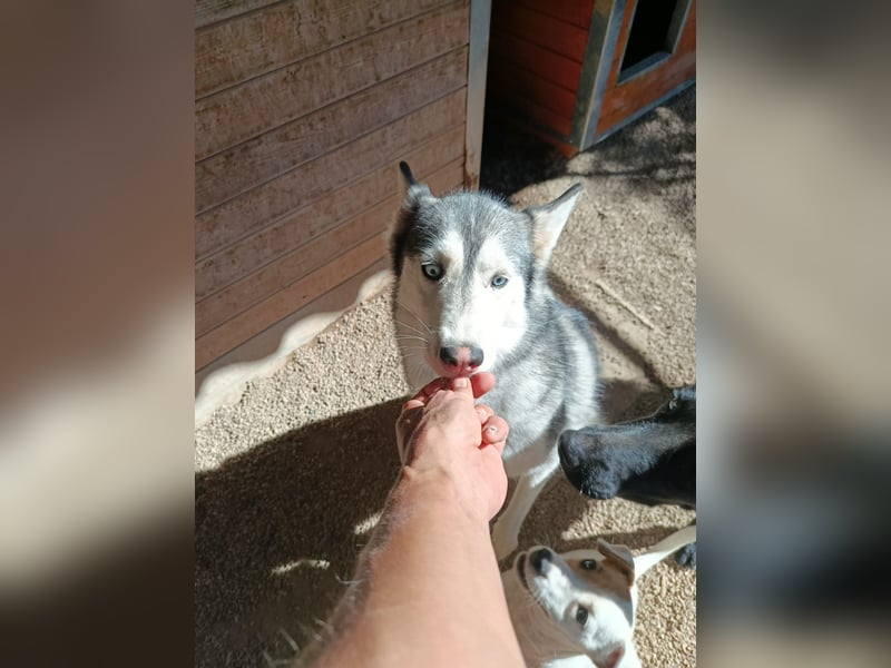 Andaloya eine zauberhafte Husky Hündin