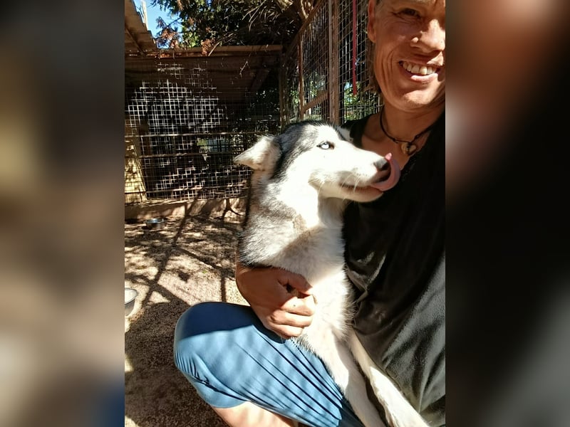 Andaloya eine zauberhafte Husky Hündin