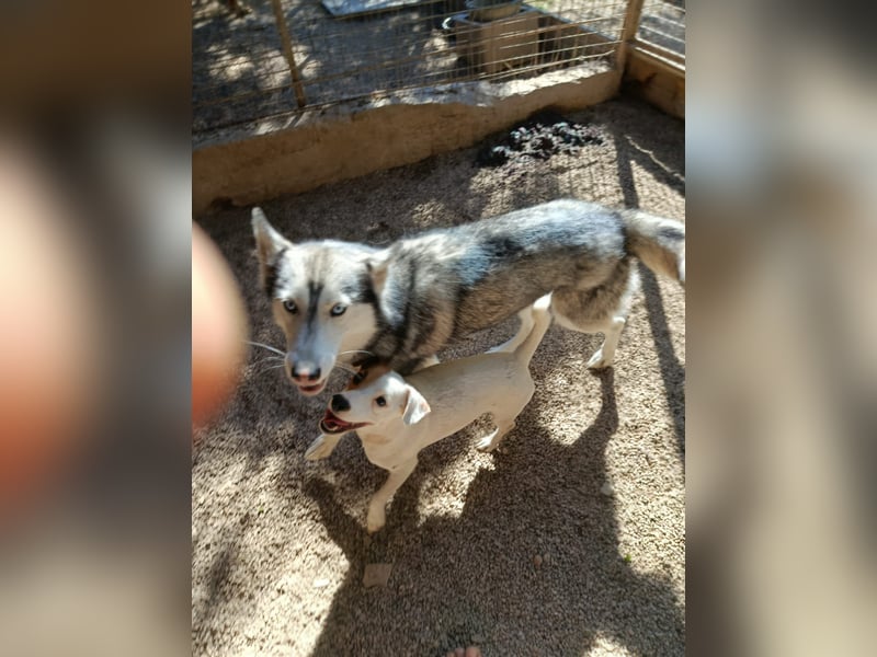 Andaloya eine zauberhafte Husky Hündin