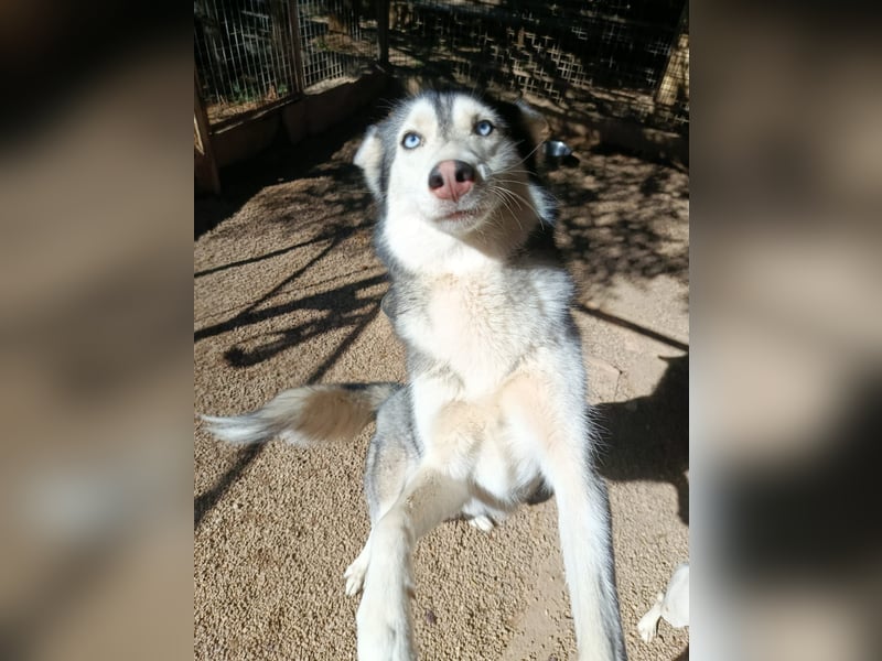 Andaloya eine zauberhafte Husky Hündin