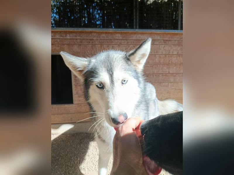 Andaloya eine zauberhafte Husky Hündin