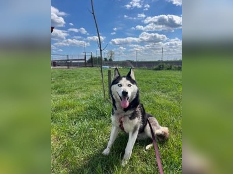 Matra PP – Fröhliche, menschenbezogene Husky-Hündin sucht aktives Zuhause