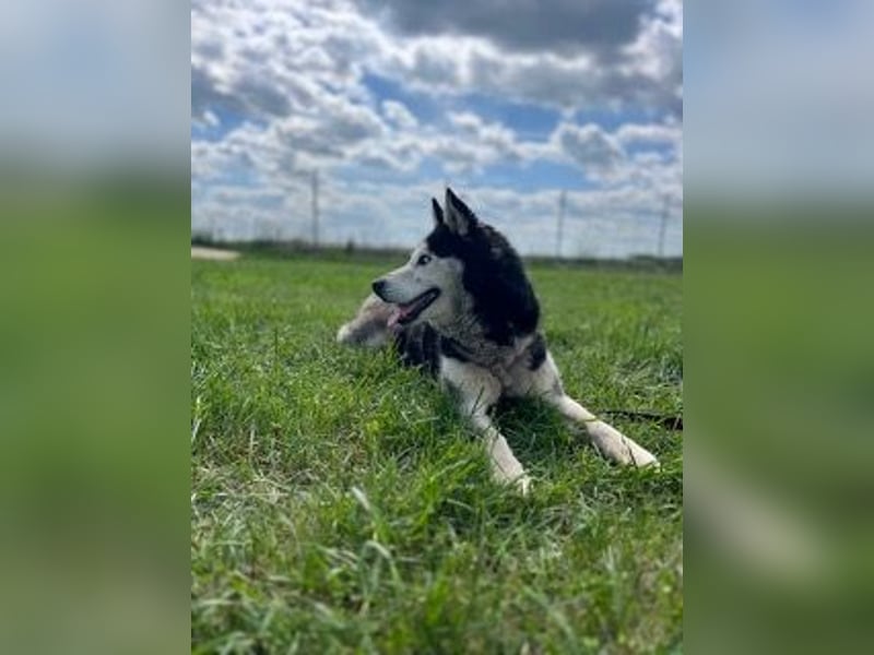 Matra PP – Fröhliche, menschenbezogene Husky-Hündin sucht aktives Zuhause