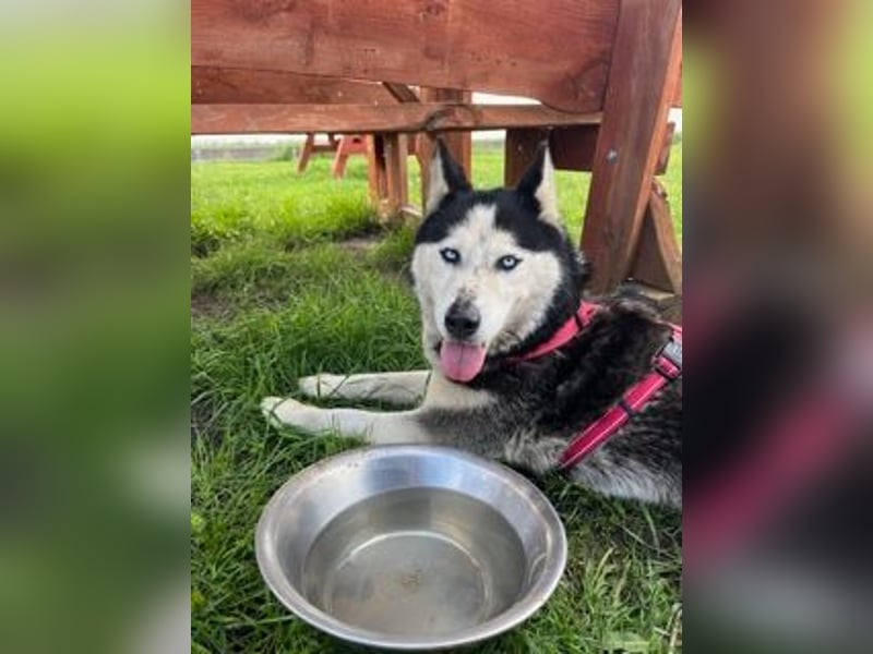 Matra PP – Fröhliche, menschenbezogene Husky-Hündin sucht aktives Zuhause