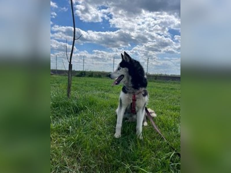 Matra PP – Fröhliche, menschenbezogene Husky-Hündin sucht aktives Zuhause