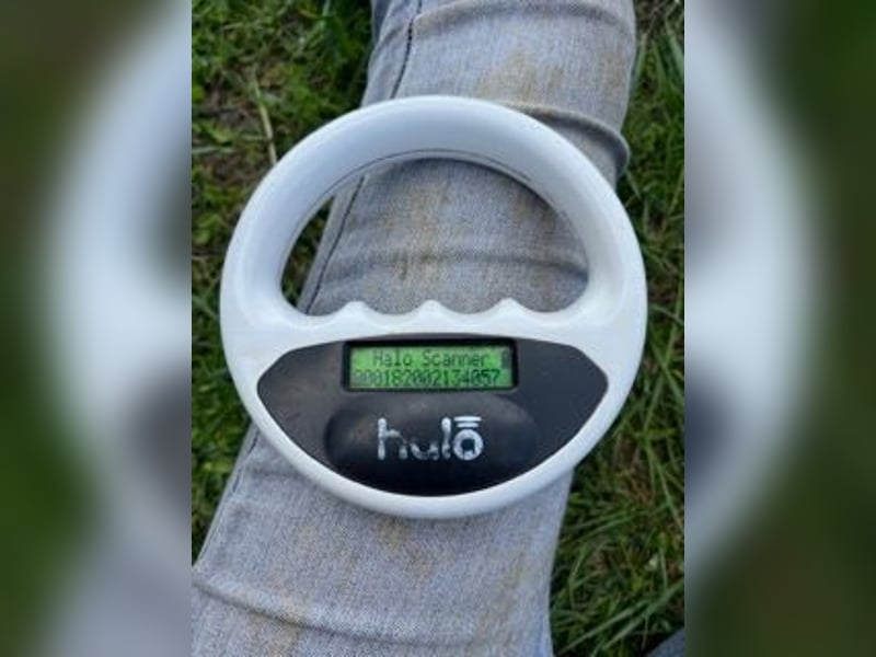 Matra PP – Fröhliche, menschenbezogene Husky-Hündin sucht aktives Zuhause