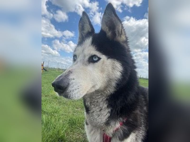 Matra PP – Fröhliche, menschenbezogene Husky-Hündin sucht aktives Zuhause