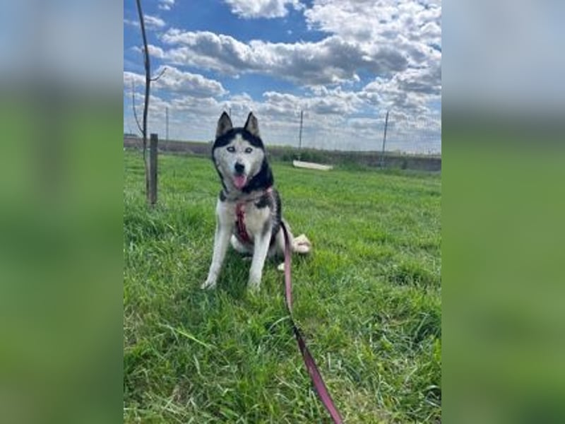 Matra PP – Fröhliche, menschenbezogene Husky-Hündin sucht aktives Zuhause