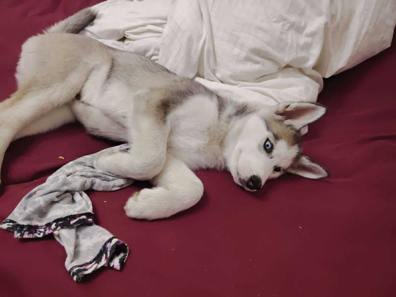 BELLA - aktives Mädchen sucht ihre Menschen BELLA - aktives Mädchen sucht ihre Menschen