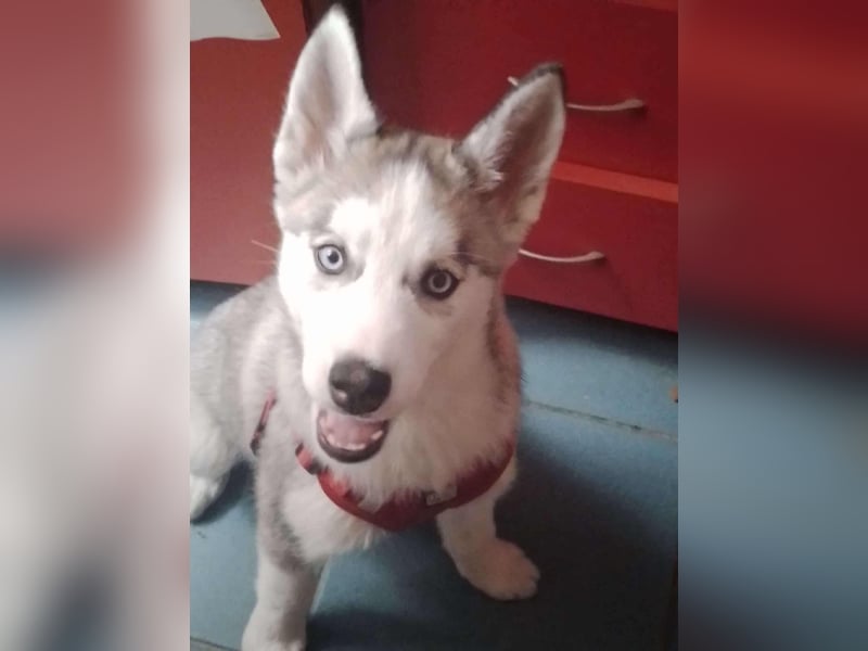 BELLA - aktives Mädchen sucht ihre Menschen BELLA - aktives Mädchen sucht ihre Menschen