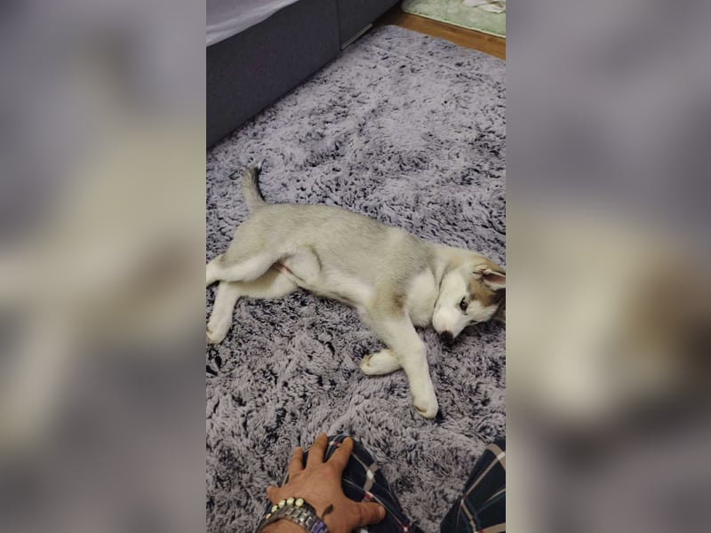 BELLA - aktives Mädchen sucht ihre Menschen BELLA - aktives Mädchen sucht ihre Menschen