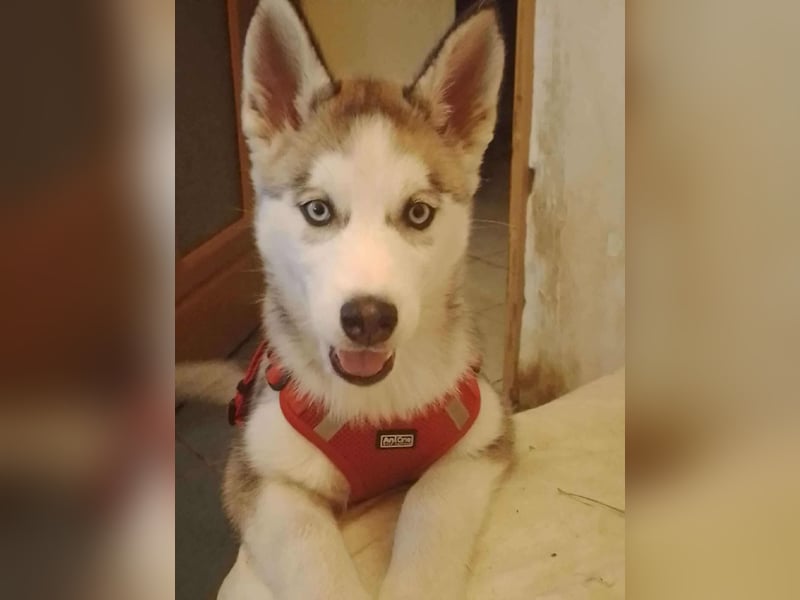 BELLA - aktives Mädchen sucht ihre Menschen BELLA - aktives Mädchen sucht ihre Menschen