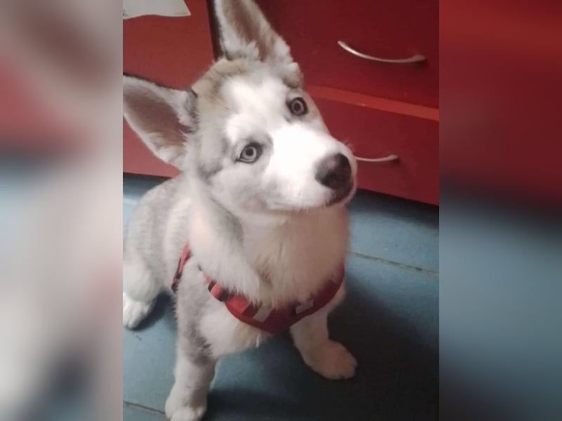 BELLA - aktives Mädchen sucht ihre Menschen BELLA - aktives Mädchen sucht ihre Menschen