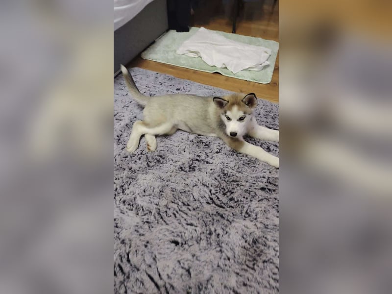 BELLA - aktives Mädchen sucht ihre Menschen BELLA - aktives Mädchen sucht ihre Menschen