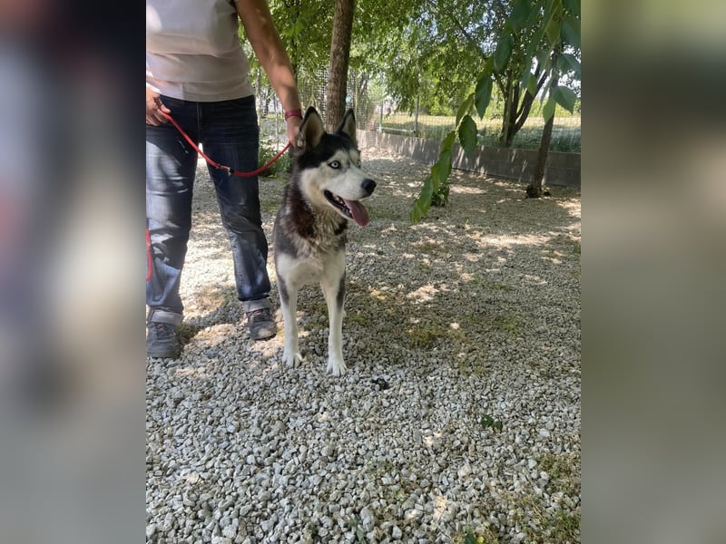 Maya SI - sehr sozial und verträglich