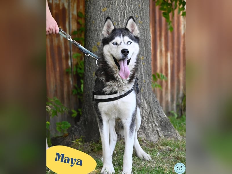 Maya SI - sehr sozial und verträglich