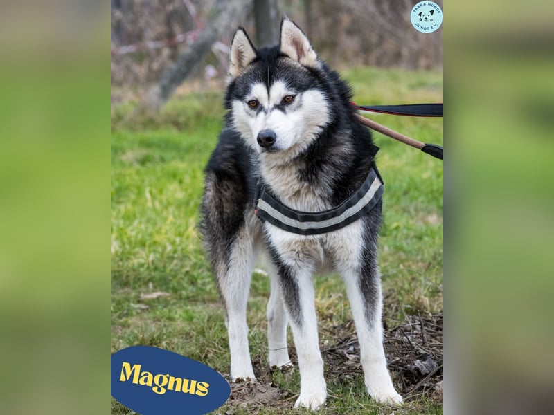 Magnus SI, ruhig und freundlich